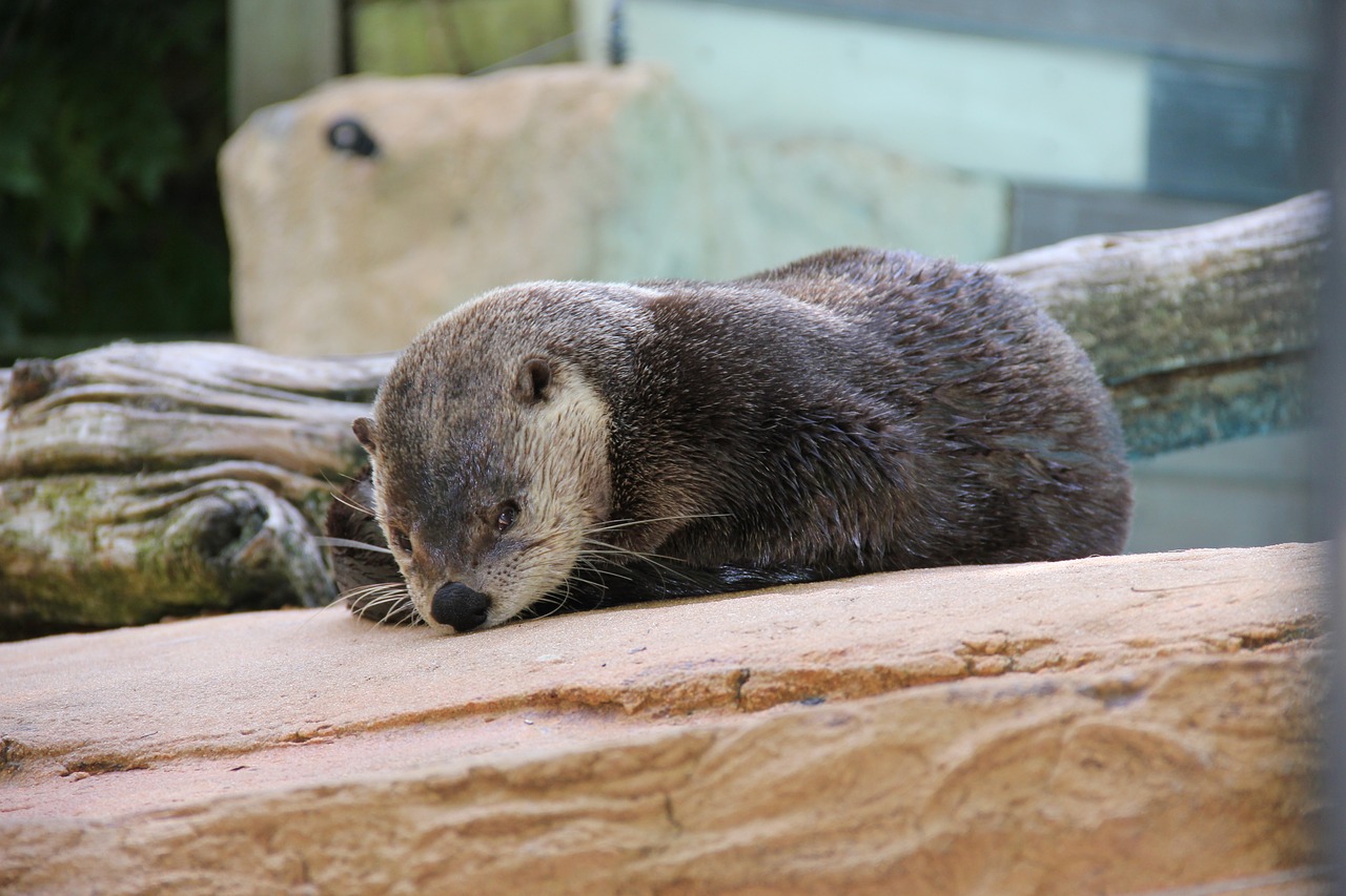 Zoologijos Sodas, Gamta, Ūdra, Nemokamos Nuotraukos,  Nemokama Licenzija