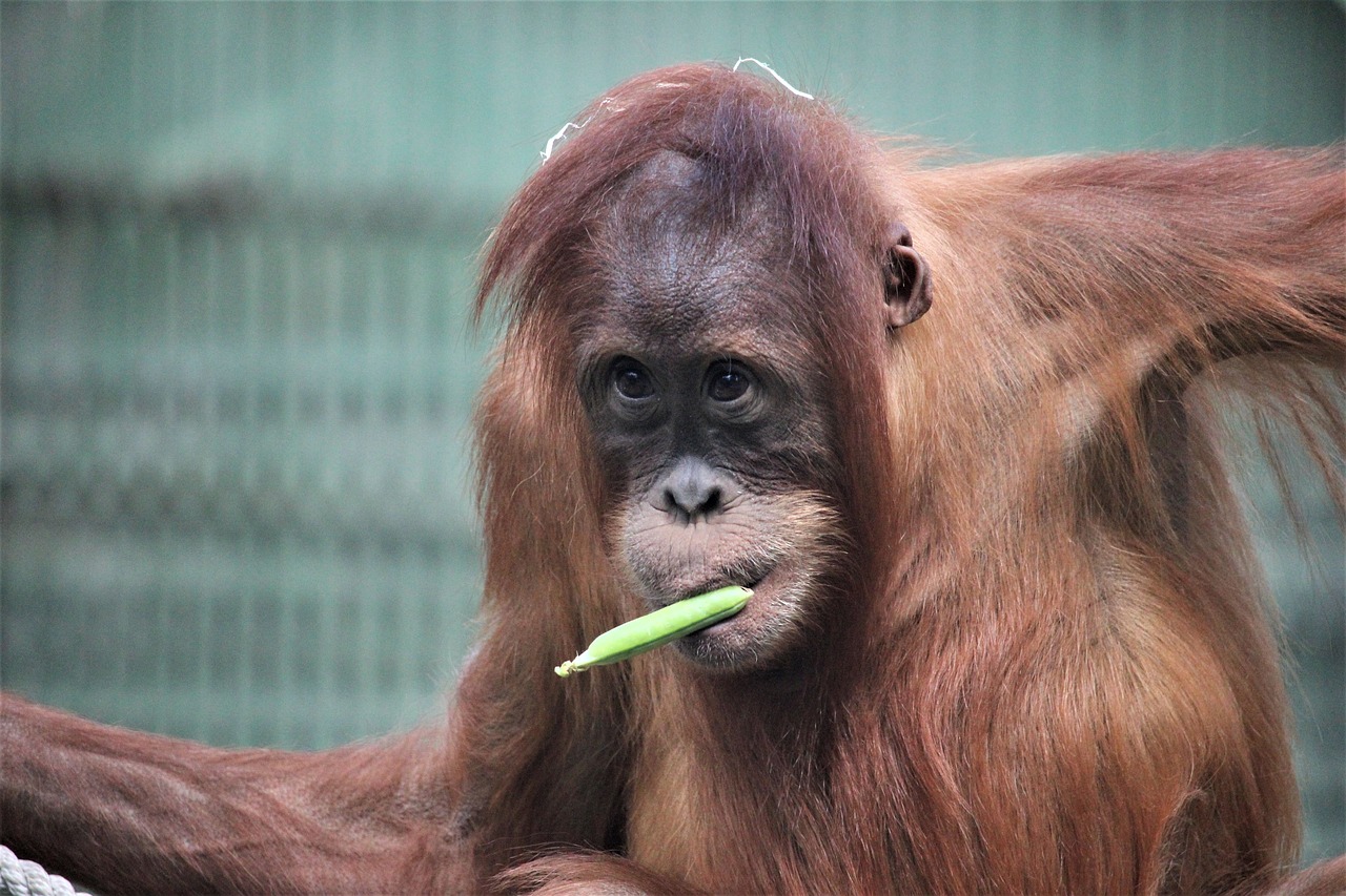 Zoologijos Sodas, Prague, £ Diri, Nemokamos Nuotraukos,  Nemokama Licenzija