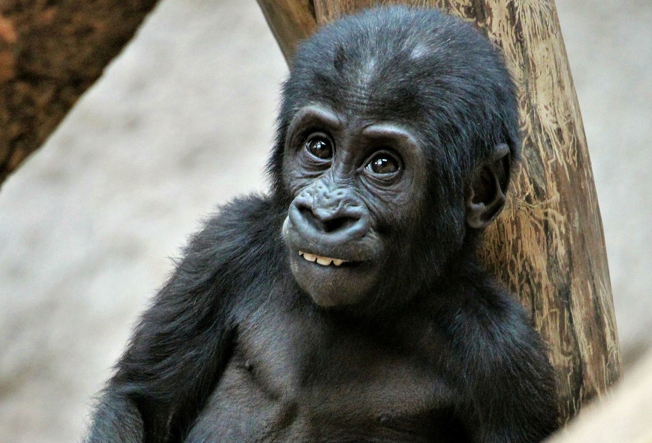 Zoologijos Sodas, Prague, Ajabu, Nemokamos Nuotraukos,  Nemokama Licenzija