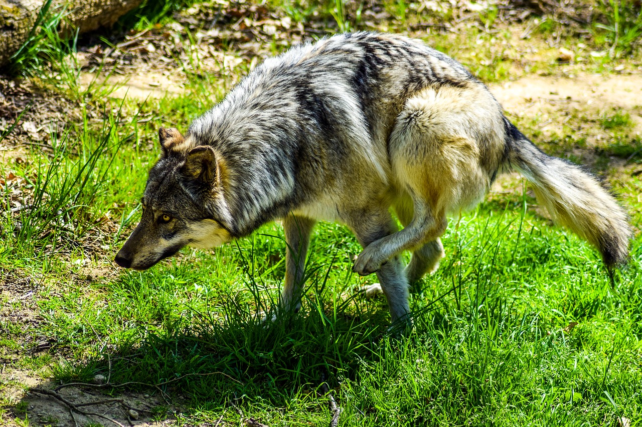 Zoologijos Sodas, Peaugres, Ardeche, Gyvūnai, Aplankyti, Šventė, Gyvūnų Parkas, Vilkas, Laukiniai, Mediena