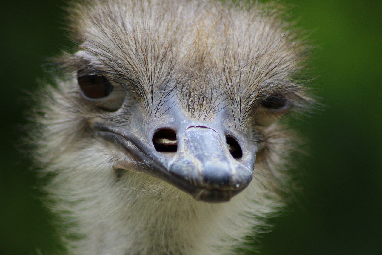 Zoologijos Sodas, Laukinis Gyvūnas, Strausas, Gamta, Padaras, Uždaryti, Paukštis, Exot, Plunksna, Tiergarten