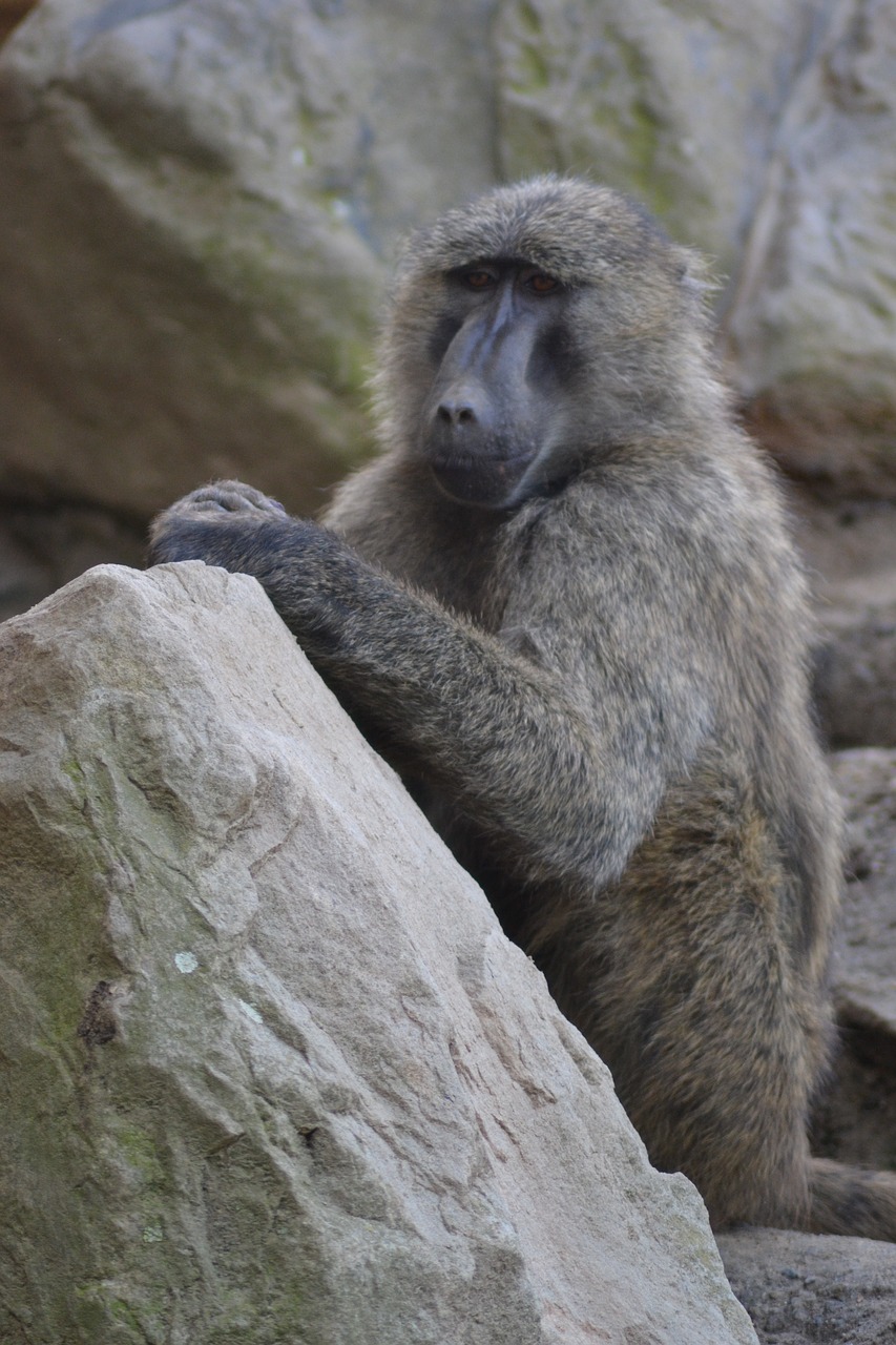 Zoologijos Sodas, Afrika, Babuinas, Pasididžiavimas, Beždžionė, Safari, Nemokamos Nuotraukos,  Nemokama Licenzija