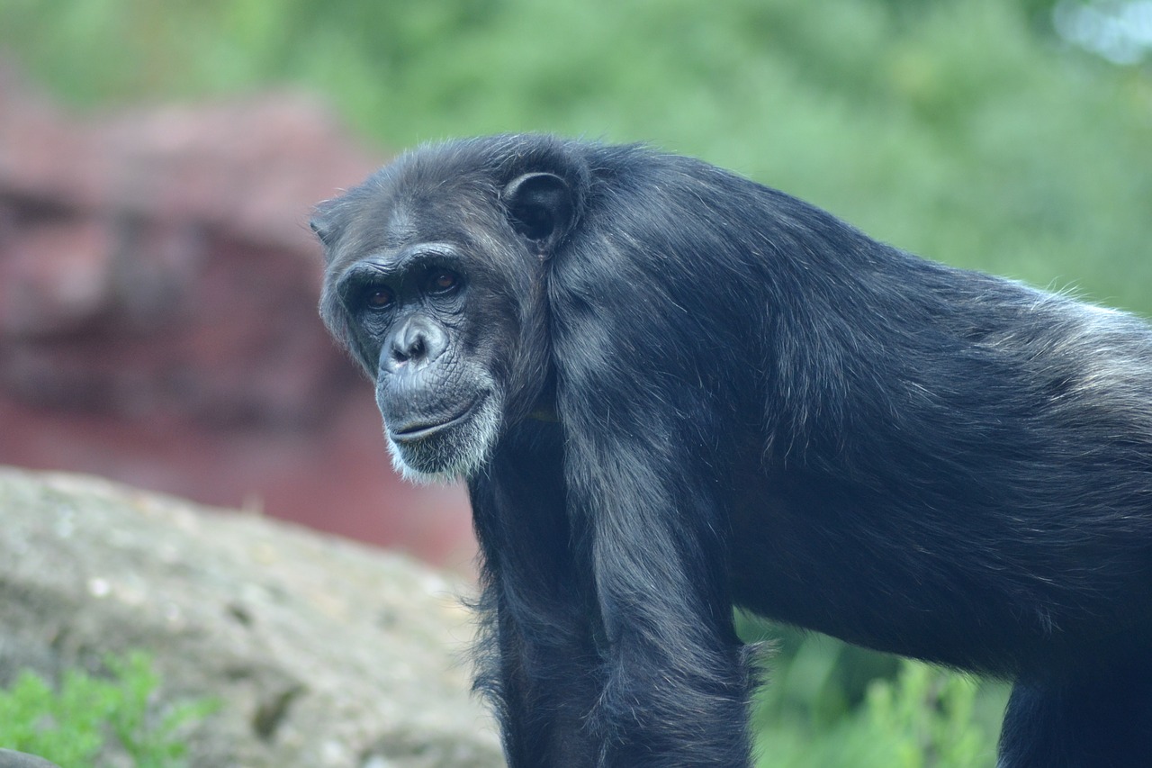 Zoologijos Sodas, Uždaryti, Šimpanzė, Beždžionė, Senas, Afrika, Nemokamos Nuotraukos,  Nemokama Licenzija