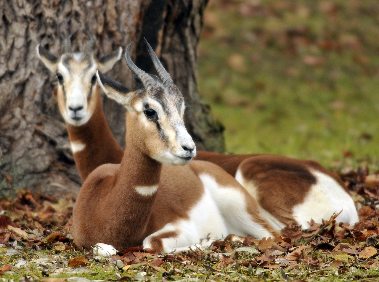 Zoologijos Sodas, Hellabrunn, Munich, Nemokamos Nuotraukos,  Nemokama Licenzija