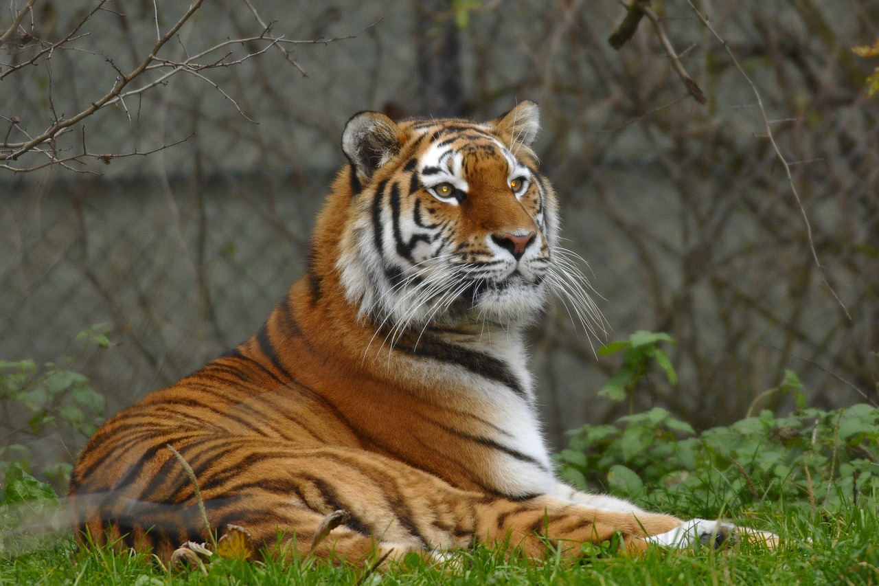 Zoologijos Sodas, Hellabrunn, Munich, Nemokamos Nuotraukos,  Nemokama Licenzija