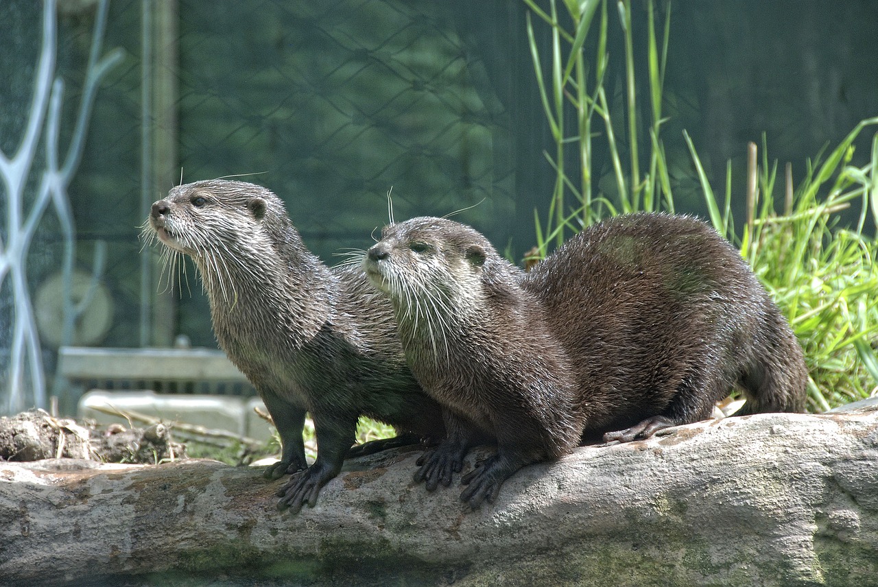 Zoologijos Sodas, Tiergarten Schönbrunn, Laukinės Gamtos Fotografija, Ūdra, Nemokamos Nuotraukos,  Nemokama Licenzija