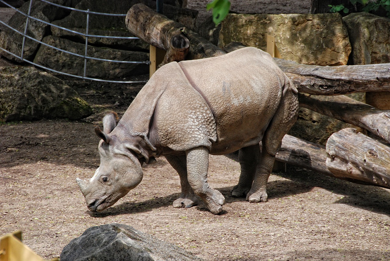 Zoologijos Sodas, Tiergarten Schönbrunn, Laukinės Gamtos Fotografija, Indijos Raganos, Nemokamos Nuotraukos,  Nemokama Licenzija