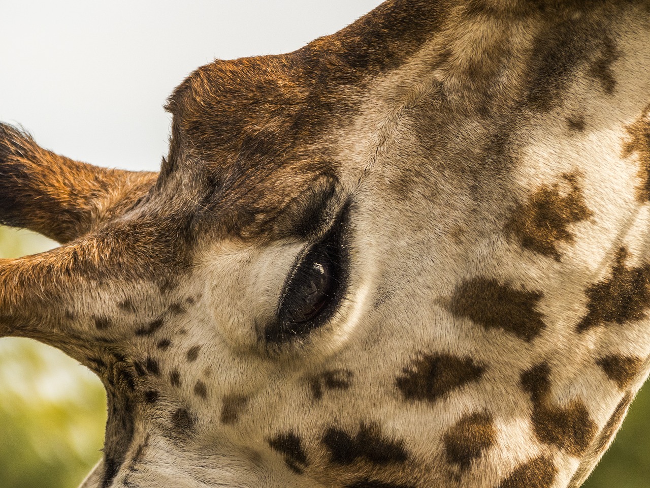 Zoologijos Sodas, Žirafa, Akis, Iš Arti, Nemokamos Nuotraukos,  Nemokama Licenzija