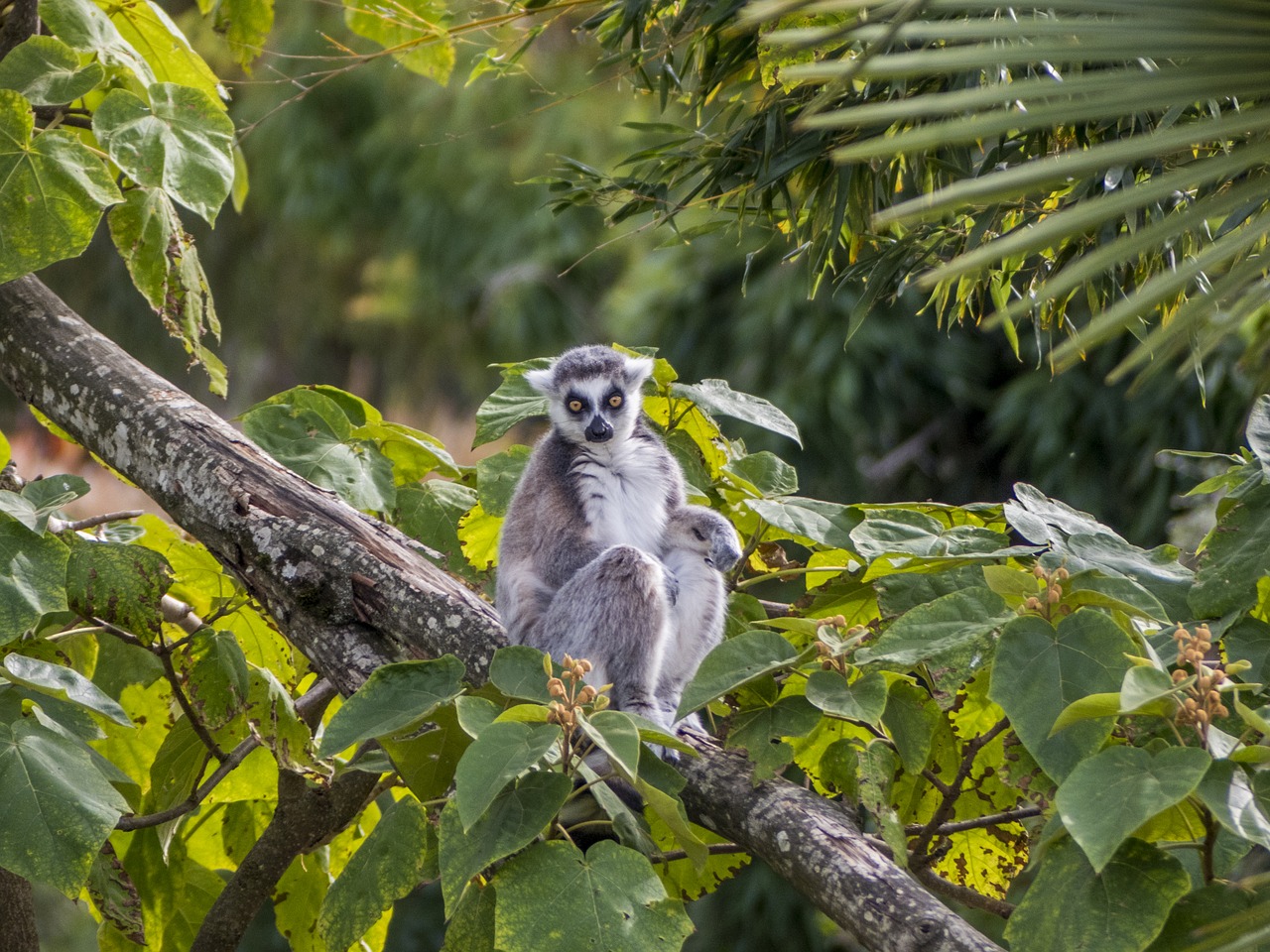 Zoologijos Sodas, Maki Katta, Lemūrai, Atrodo, Nemokamos Nuotraukos,  Nemokama Licenzija