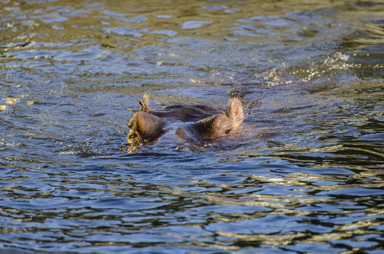 Zoologijos Sodas, Tiergarten, Vienna, Schönbrunn, Laukinės Gamtos Fotografija, Hippo, Pelėnas, Plūdės, Gyvūnų Pasaulis, Žinduolis