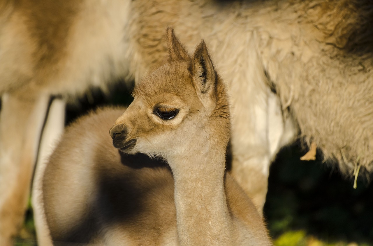 Zoologijos Sodas, Tiergarten, Vienna, Schönbrunn, Laukinės Gamtos Fotografija, Žinduolis, Gyvūnas, Lama, Jaunas Gyvūnas, Nemokamos Nuotraukos