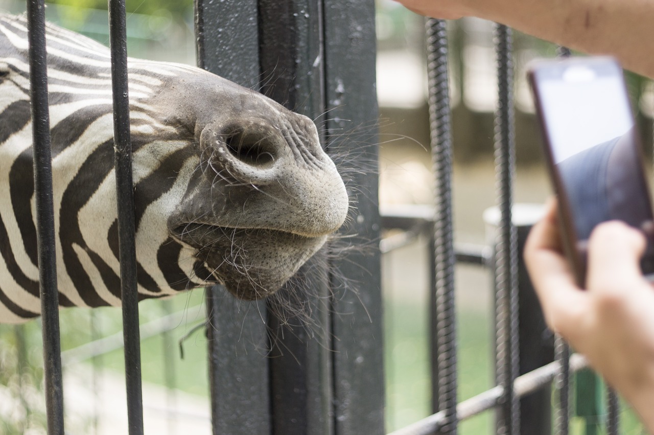 Zoologijos Sodas, Zebra, Mobilusis Telefonas, Zebras, Gyvūnai, Dryžuotas, Nemokamos Nuotraukos,  Nemokama Licenzija