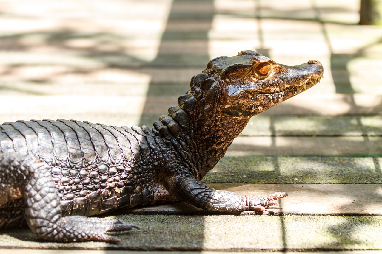 Zoologijos Sodas, Gyvūnas, Gamta, Uždaryti, Pavojingas, Dantis, Skalė, Ropliai, Nemokamos Nuotraukos,  Nemokama Licenzija