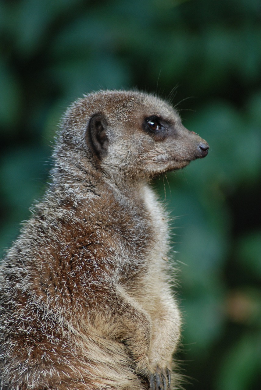 Zoologijos Sodas, Gamta, Žinduolis, Mielas, Meerkat, Gyvūnas, Nemokamos Nuotraukos,  Nemokama Licenzija