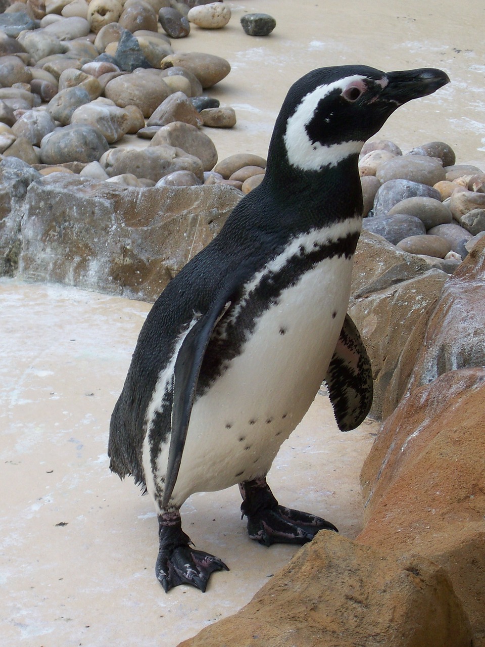 Zoologijos Sodas, Gyvūnai, Gamta, Pingvinas, Gyvūnas, Paukštis, Nemokamos Nuotraukos,  Nemokama Licenzija