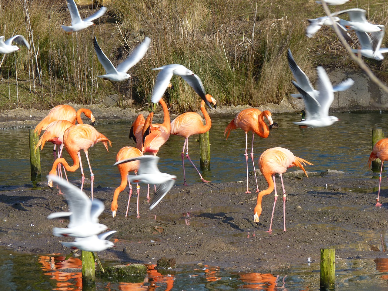 Zoologijos Sodas, Gyvūnai, Gamta, Paukštis, Laukinė Gamta, Plunksnos, Paukščiai, Laukiniai, Gražus, Flamingo