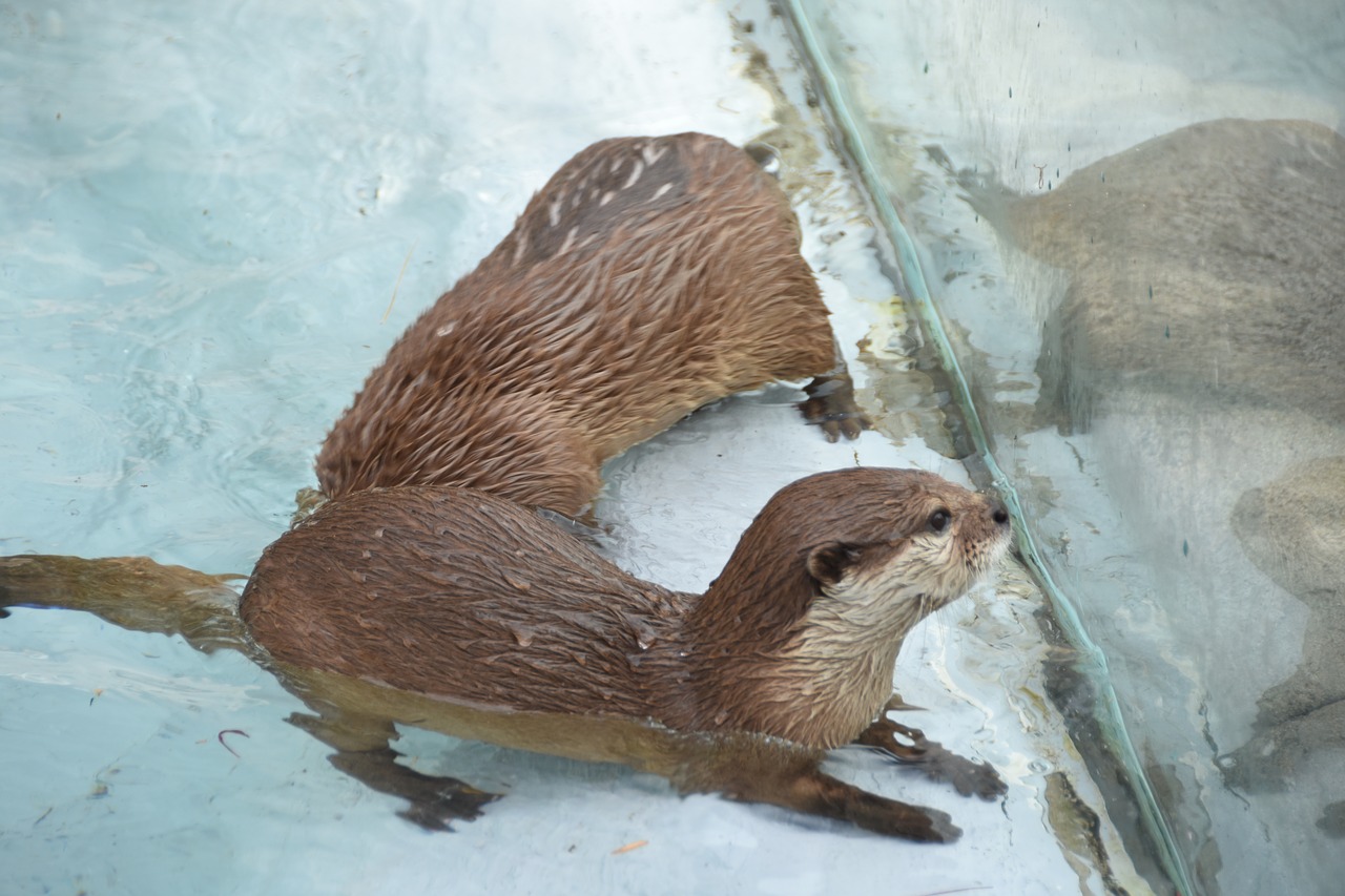 Zoo,  Žiūrovo,  Ūdra,  Kūdikiai, Nemokamos Nuotraukos,  Nemokama Licenzija