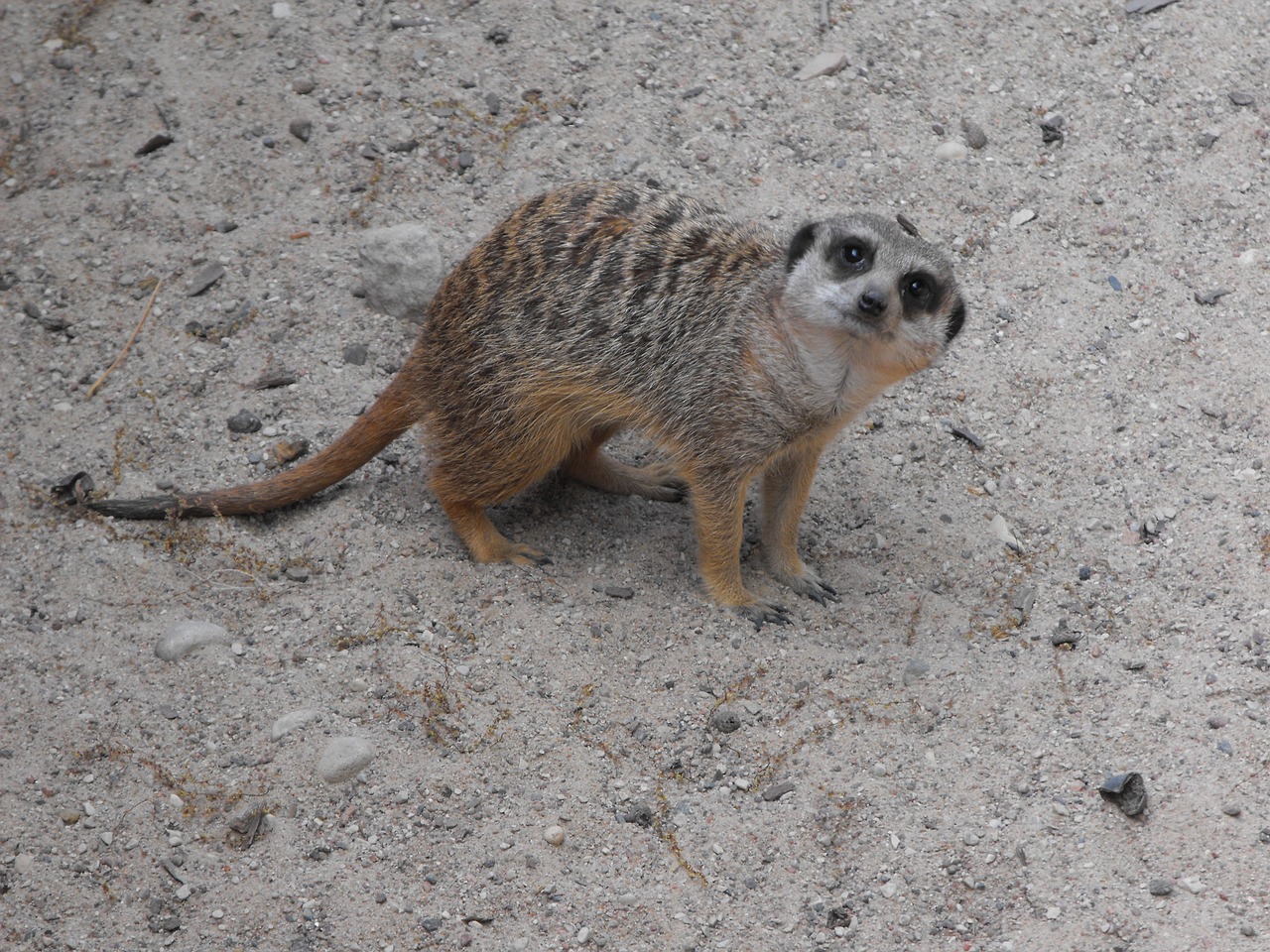 Zoologijos Sodas, Gyvūnas, Meerkat, Nemokamos Nuotraukos,  Nemokama Licenzija