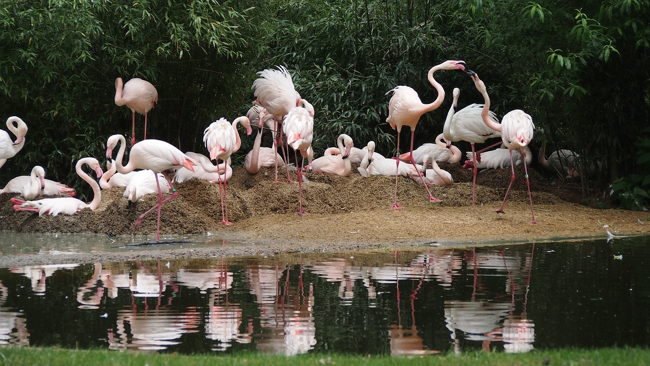 Zoo,  Flamingo,  Vanduo Paukštis,  Paukštis,  Pobūdį,  Rožinės Flamingo,  Vandens,  Veidrodis, Nemokamos Nuotraukos,  Nemokama Licenzija