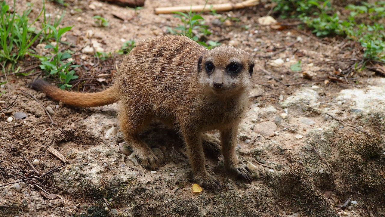 Zoo,  Gyvūnijos Pasaulyje,  Gyvūnas,  Predator,  Pobūdį,  Meerkat,  Žinduolis,  Žavus, Nemokamos Nuotraukos,  Nemokama Licenzija