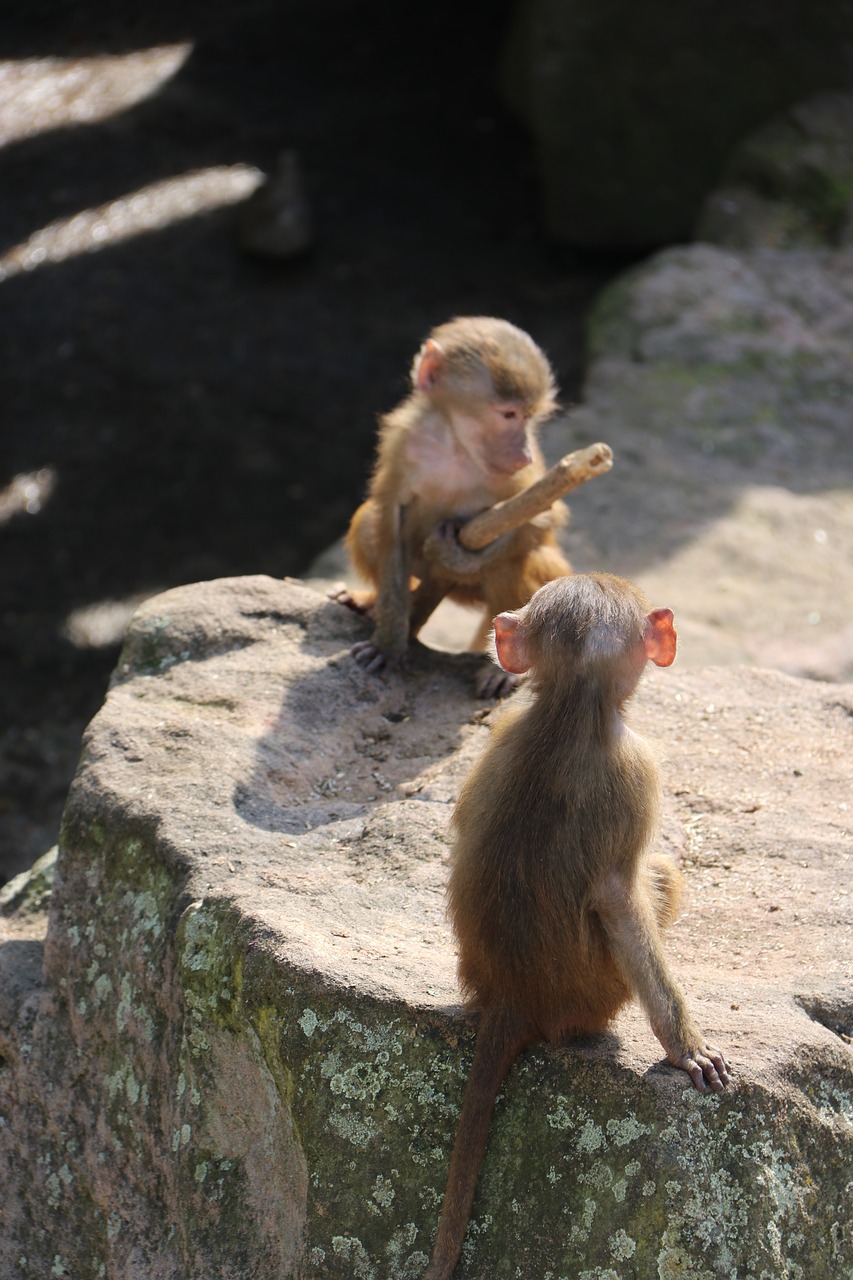 Zoo,  Gyvūnas,  Gyvūnijos Pasaulyje,  Pobūdį,  Laukinių,  Beždžionė,  Kailinis, Nemokamos Nuotraukos,  Nemokama Licenzija