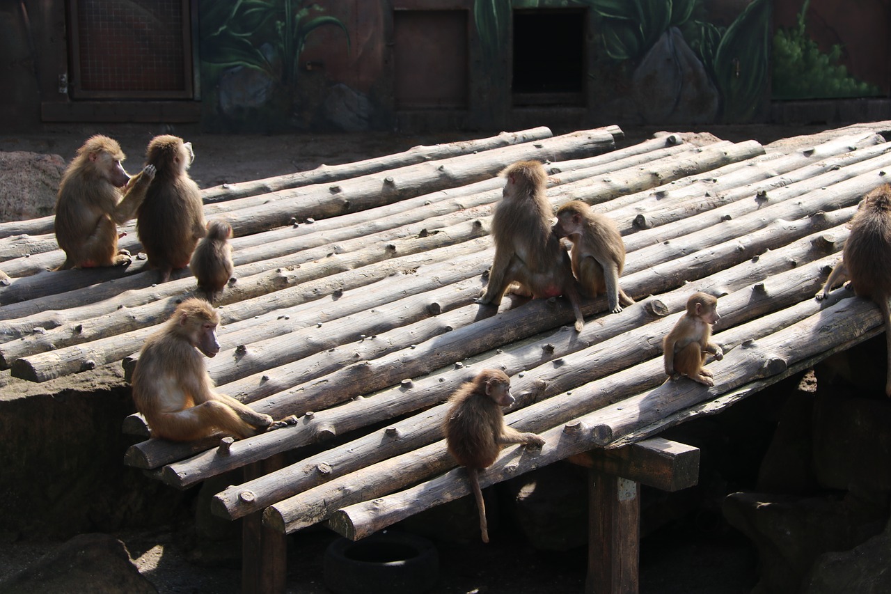 Zoo,  Gyvūnas,  Gyvūnijos Pasaulyje,  Pobūdį,  Laukinių,  Beždžionė,  Kailinis, Nemokamos Nuotraukos,  Nemokama Licenzija