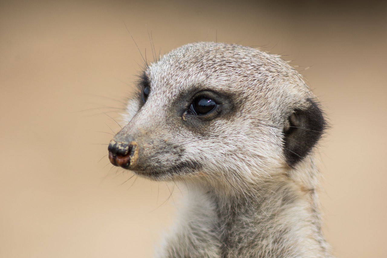 Zoo,  Pobūdį,  Gyvūnas,  Sodas,  Duomenys,  Meerkat, Nemokamos Nuotraukos,  Nemokama Licenzija