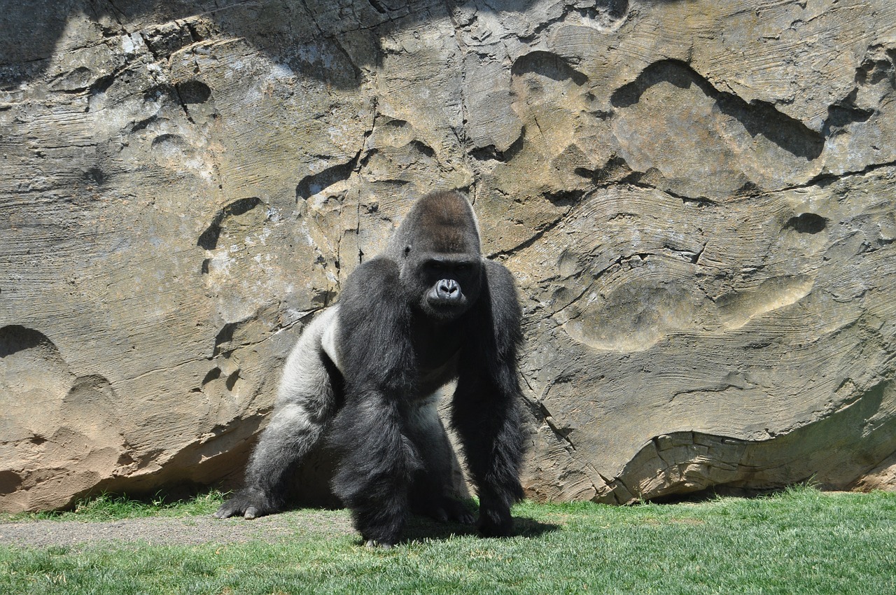 Gorila, Beždžionė, Silverback, Nemokamos Nuotraukos,  Nemokama Licenzija
