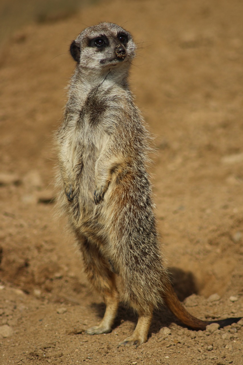 Zoologijos Sodas, Gyvūnas, Meerkat, Mažas, Nemokamos Nuotraukos,  Nemokama Licenzija