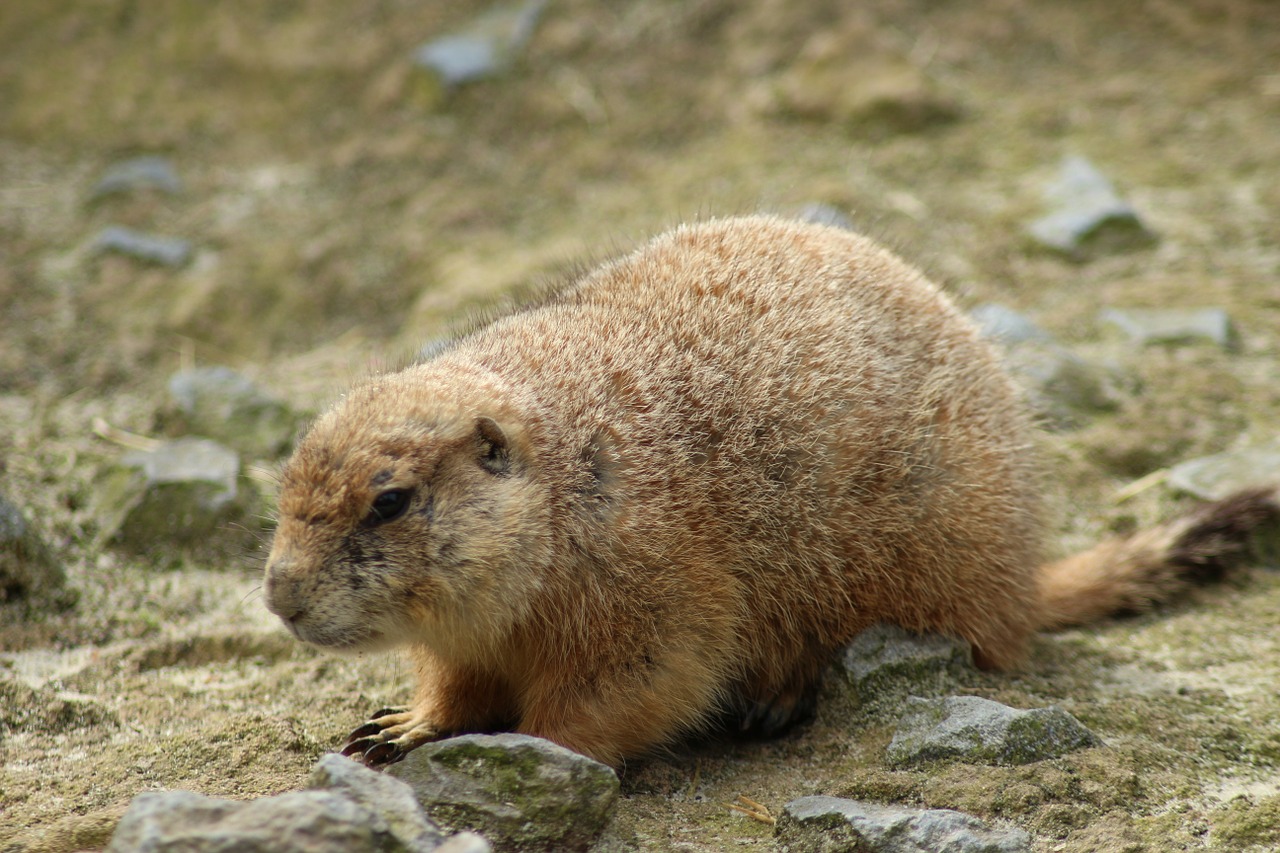 Zoologijos Sodas, Gyvūnas, Uždaryti, Nemokamos Nuotraukos,  Nemokama Licenzija