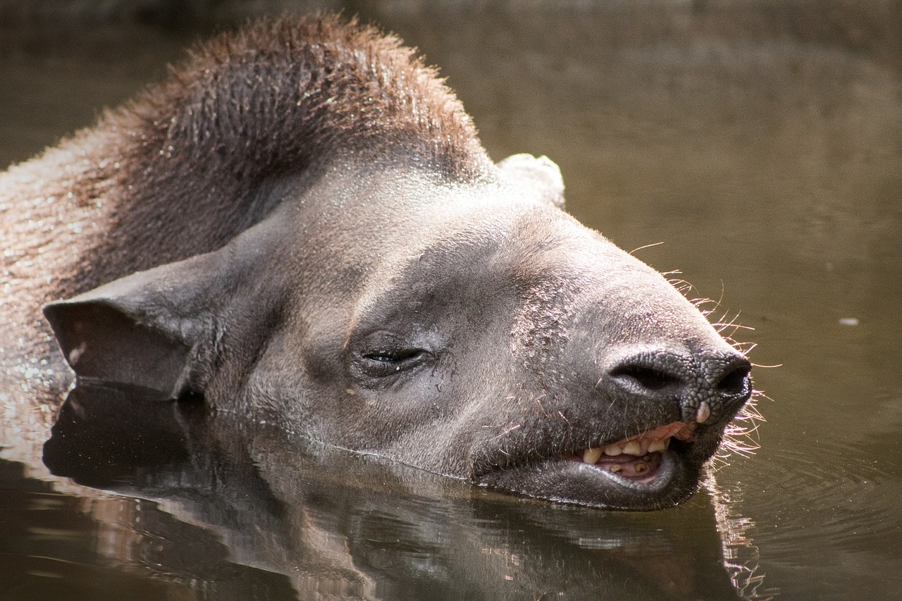 Zoologijos Sodas, Gyvūnas, Džiunglės, Nemokamos Nuotraukos,  Nemokama Licenzija