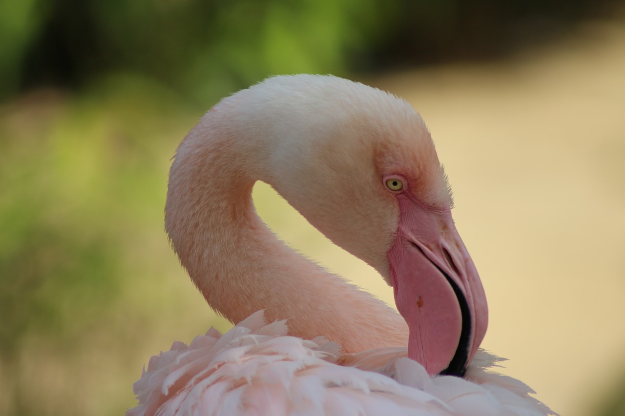Zoologijos Sodas, Flamingo, Paukštis, Nemokamos Nuotraukos,  Nemokama Licenzija