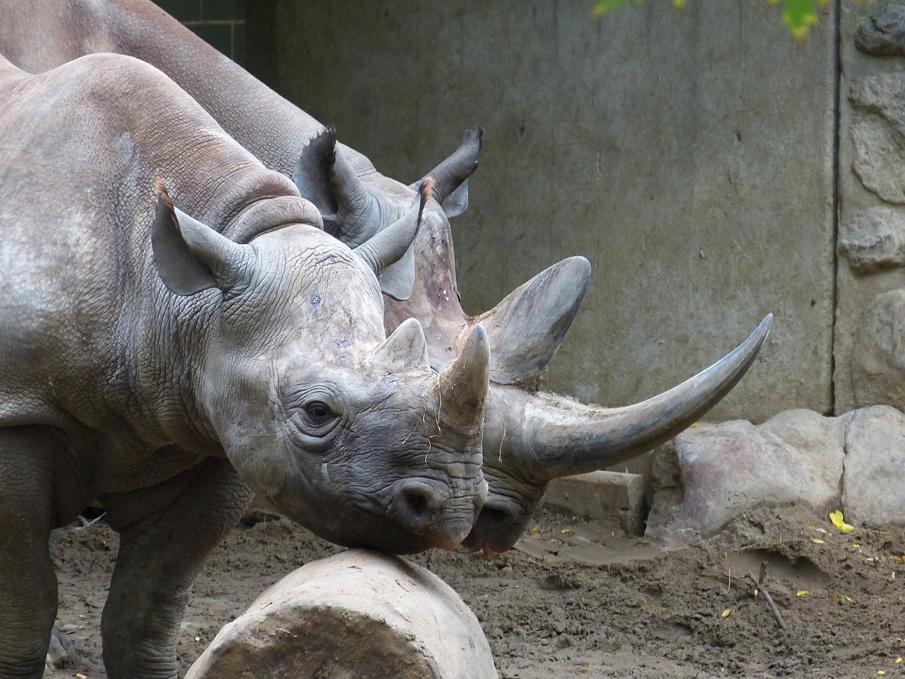 Zoologijos Sodas, Gyvūnas, Rhino, Žinduolis, Afrika, Didelis Žaidimas, Pachyderm, Juoda Šilkmedis, Ragas, Galva