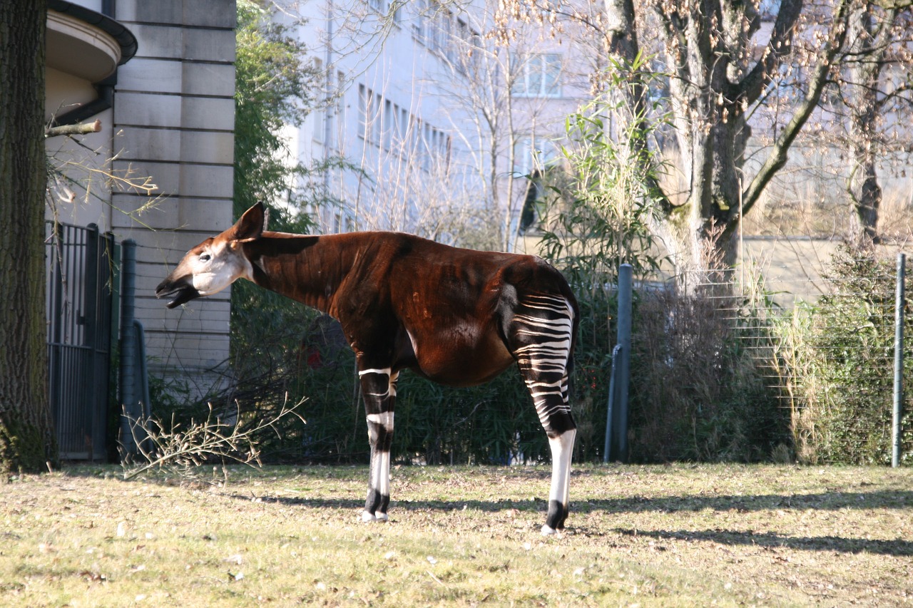 Zoologijos Sodas, Šveicarija, Gyvūnas, Nemokamos Nuotraukos,  Nemokama Licenzija