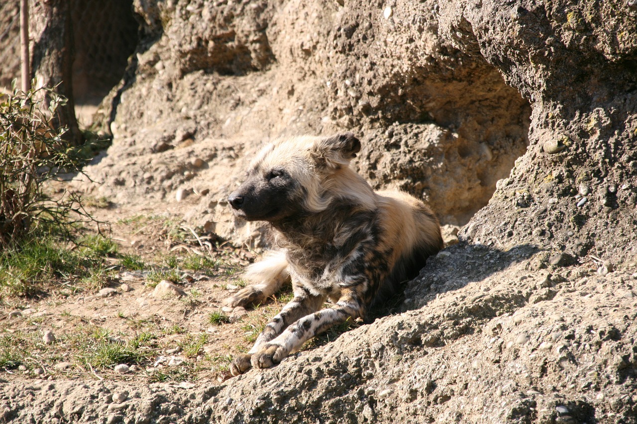 Zoologijos Sodas, Šveicarija, Gyvūnas, Nemokamos Nuotraukos,  Nemokama Licenzija