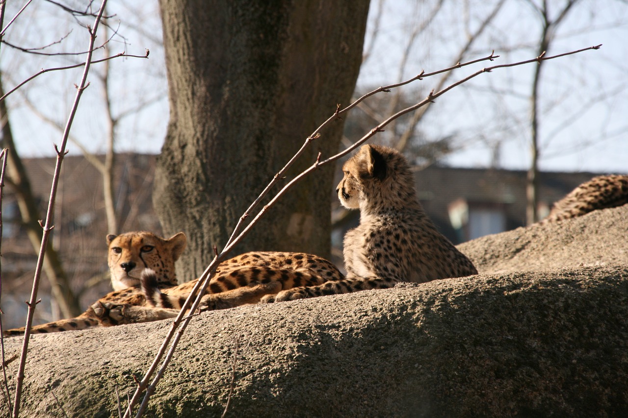 Zoologijos Sodas, Šveicarija, Gyvūnas, Nemokamos Nuotraukos,  Nemokama Licenzija