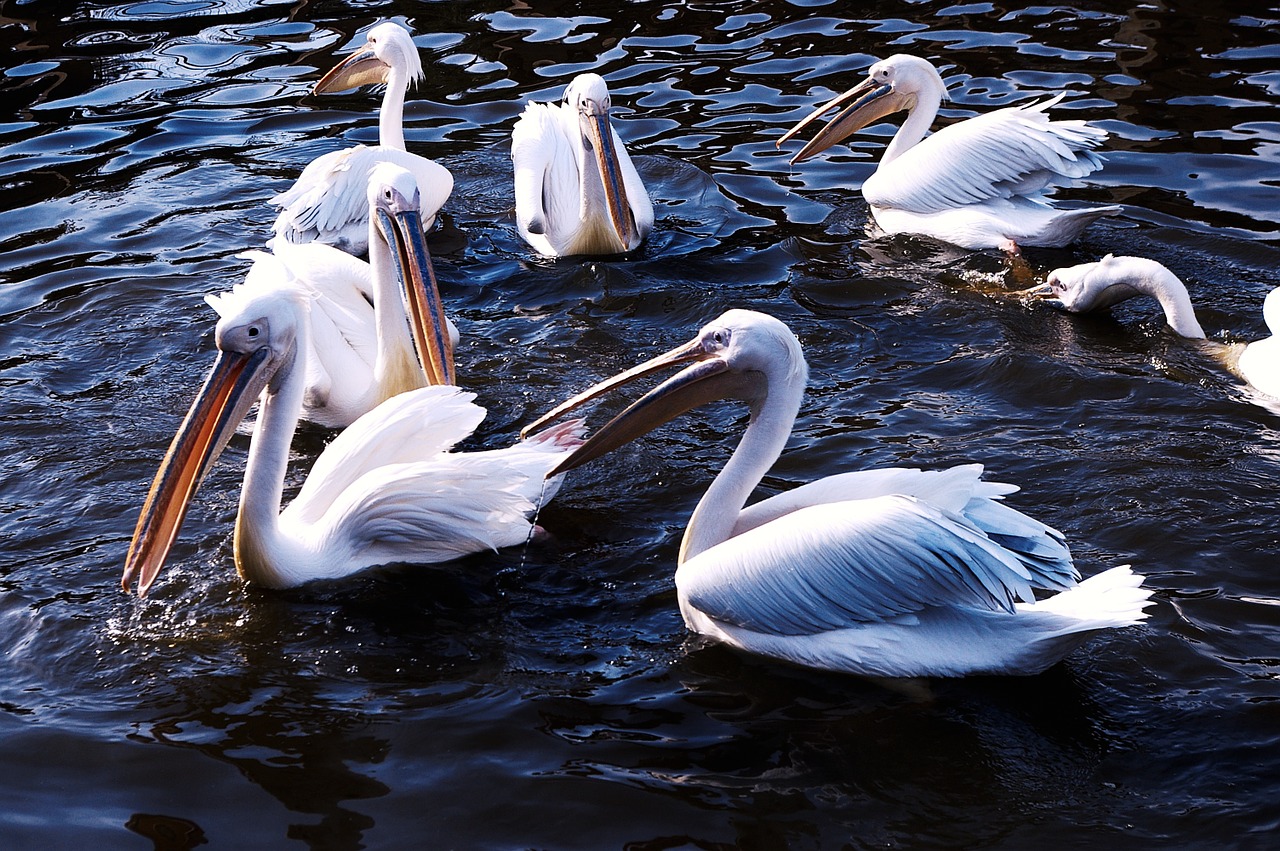 Zoologijos Sodas,  Pelican,  Gyvūnai, Nemokamos Nuotraukos,  Nemokama Licenzija