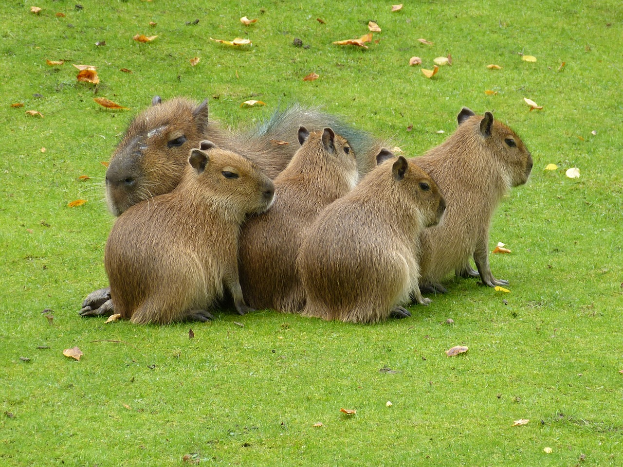 Zoologijos Sodas, Žinduoliai, Gyvūnas, Capybara, Pieva, Grupė, Pasinerti, Laikytis, Nemokamos Nuotraukos,  Nemokama Licenzija