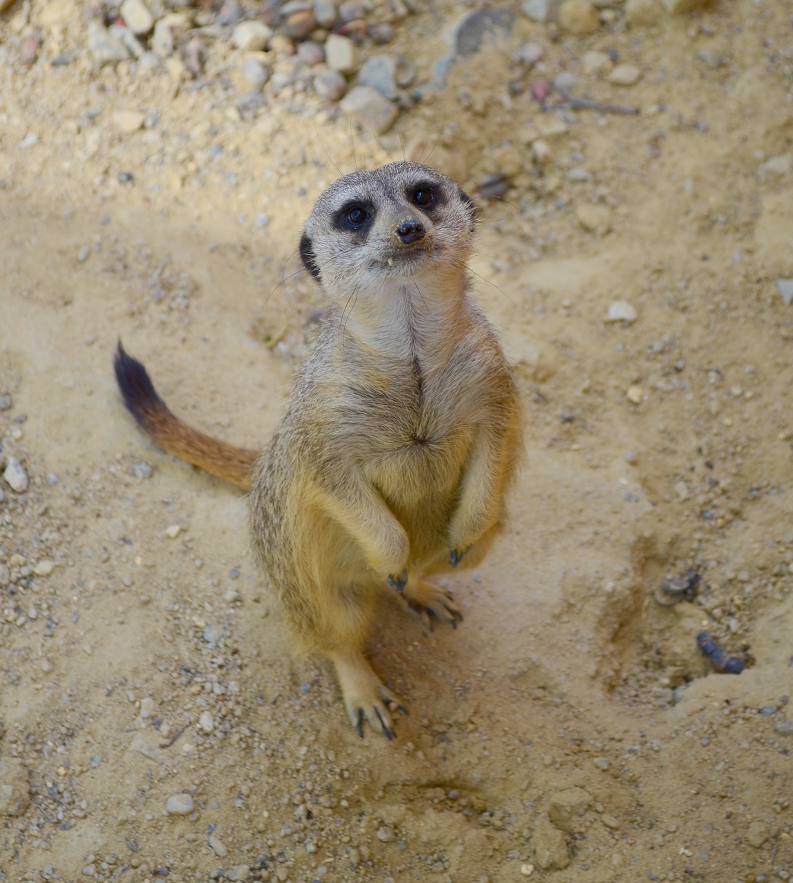 Zoologijos Sodas, Žinduolis, Gyvūnas, Meerkat, Mielas, Gražus, Nemokamos Nuotraukos,  Nemokama Licenzija