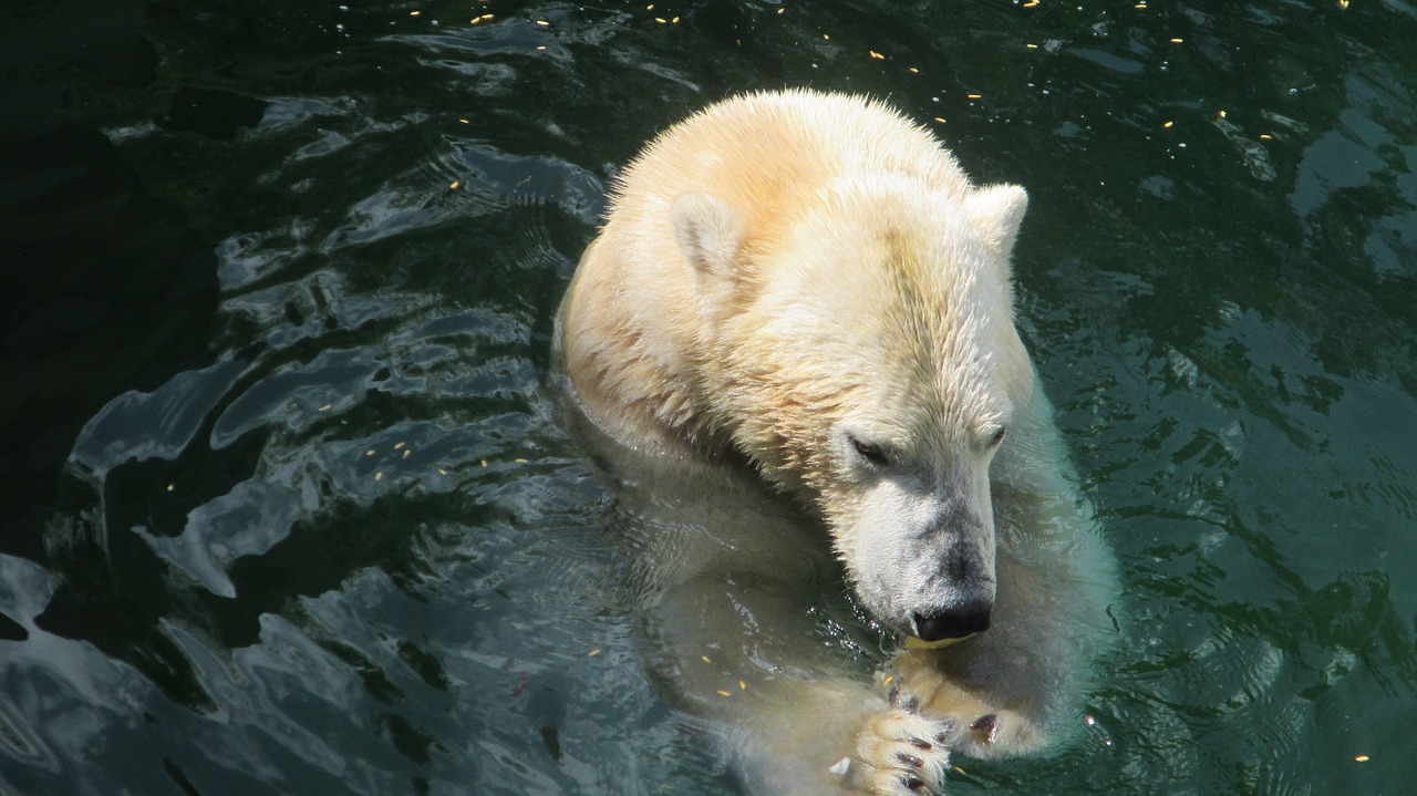 Zoologijos Sodas,  Gyvūnas,  Gyvūnų Pasaulis,  Balta,  Baltoji Meška,  Rokas,  Baltas Lokys,  Padengti Gaubtu,  Vanduo,  Kailis