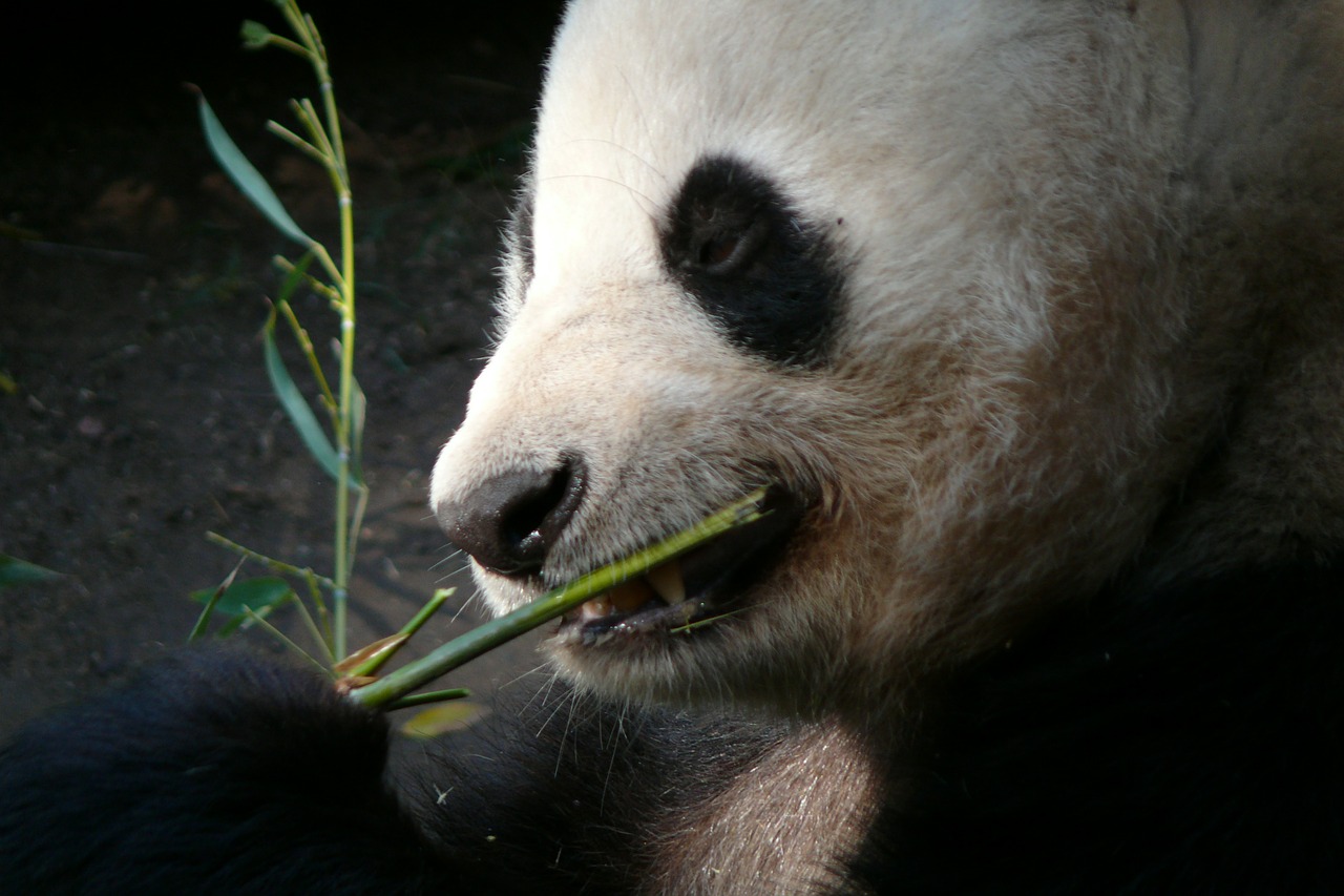 Zoologijos Sodas, San Diego, Gyvūnai, Panda, Žinduoliai, Žinduolis, Meška, Kailis, Valgymas, Impulsas