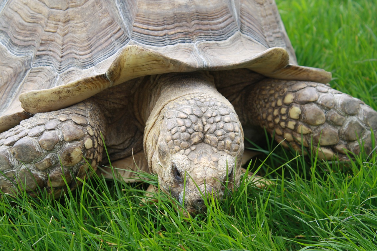 Zoologijos Sodas,  Gyvūnai,  Gamta,  Laukiniai,  Afrika,  Vėžlys, Nemokamos Nuotraukos,  Nemokama Licenzija