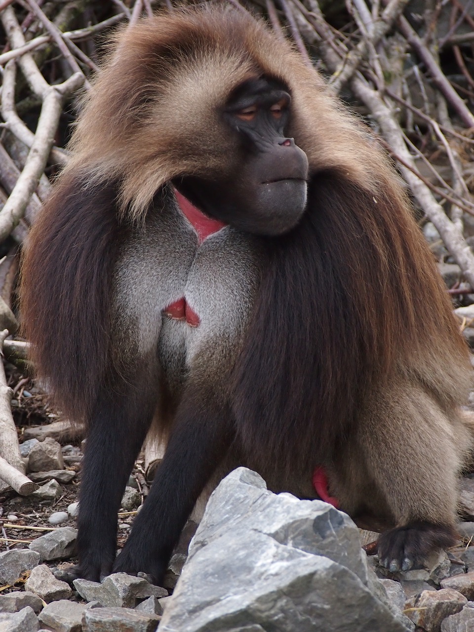 Zoologijos Sodas,  Zurich,  Gyvūnas,  Dschelada,  Vyrai,  Žinduolis,  Beždžionė, Nemokamos Nuotraukos,  Nemokama Licenzija