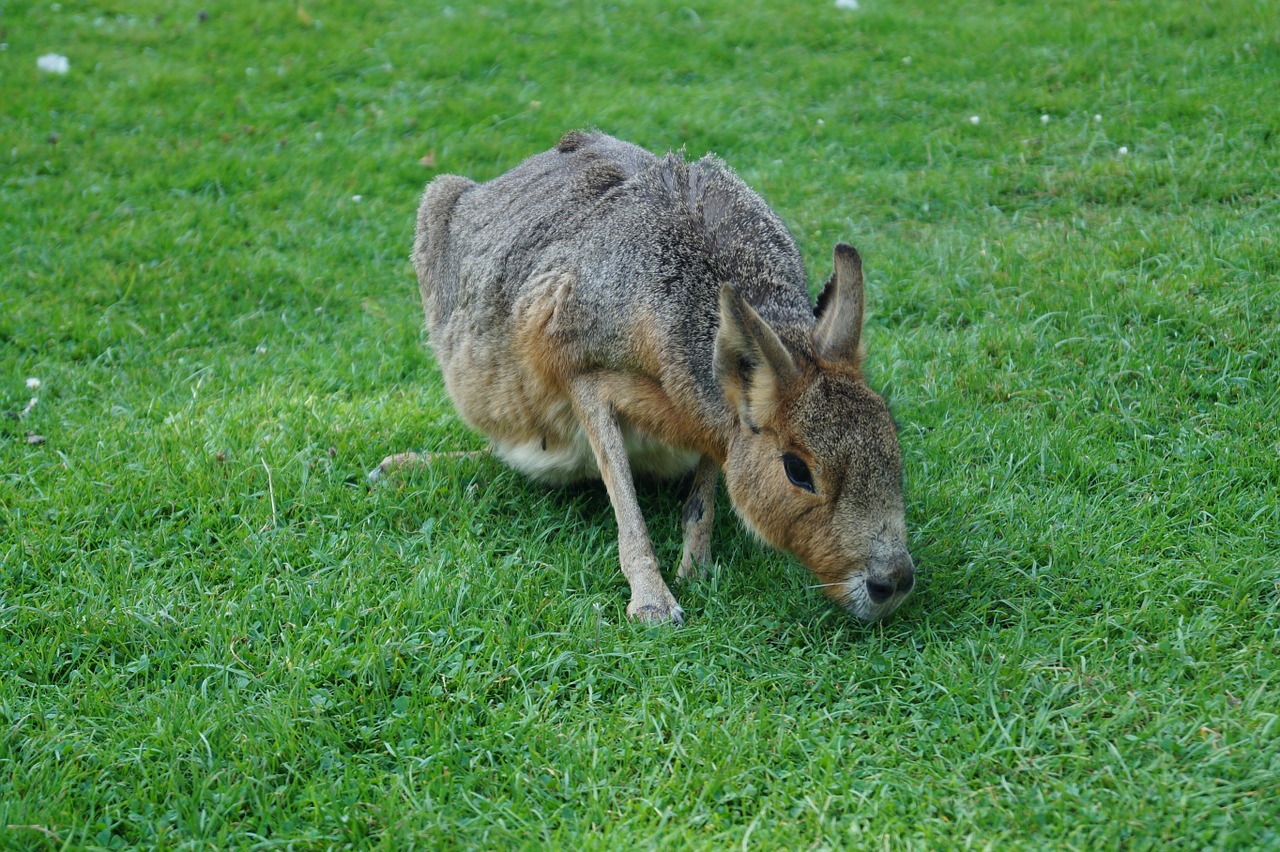 Zoologijos Sodas,  Kiškis,  Povas Hamburgas,  Kraštovaizdis,  Medžiai,  Gamta, Nemokamos Nuotraukos,  Nemokama Licenzija