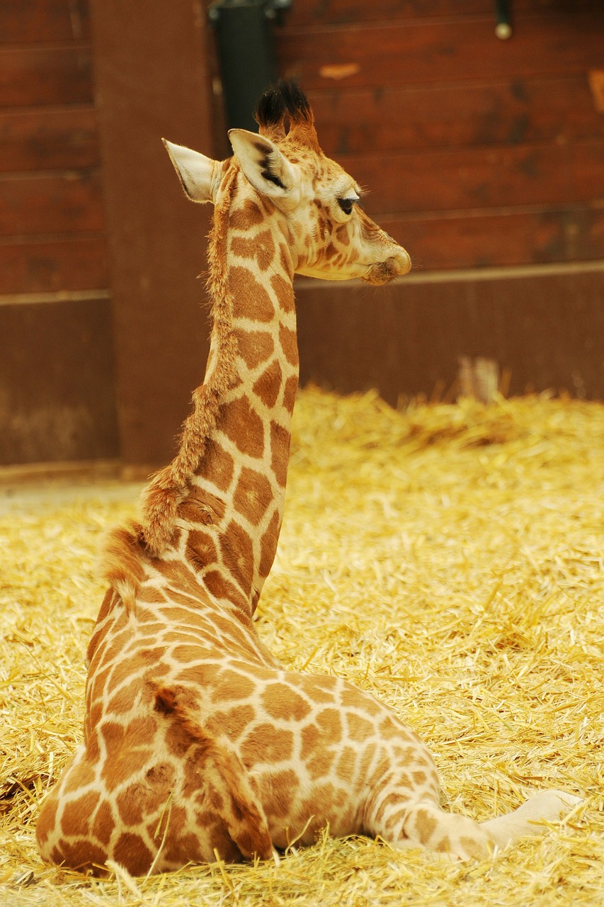 Zoologijos Sodas, Gyvūnas, Žirafa, Nemokamos Nuotraukos,  Nemokama Licenzija