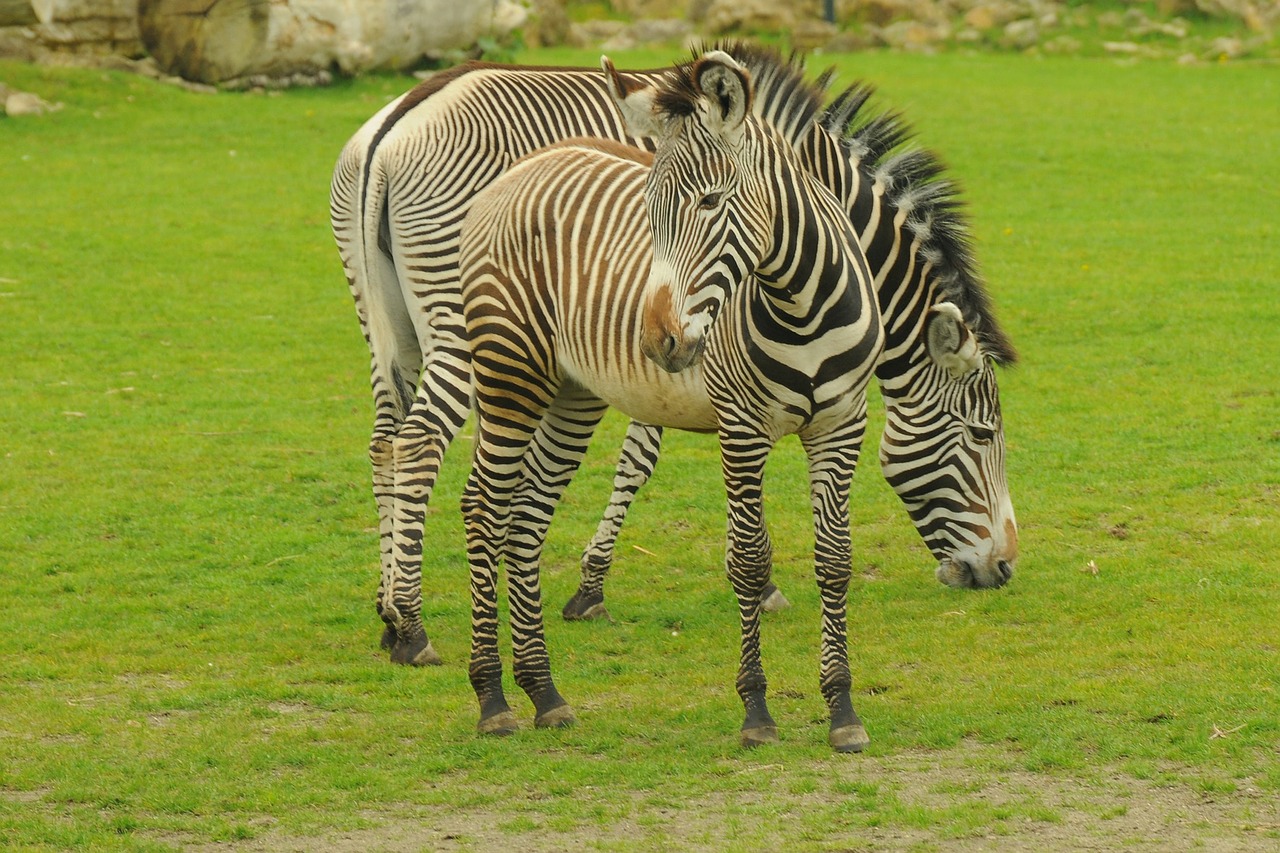 Zoologijos Sodas, Gyvūnas, Zebra, Nemokamos Nuotraukos,  Nemokama Licenzija