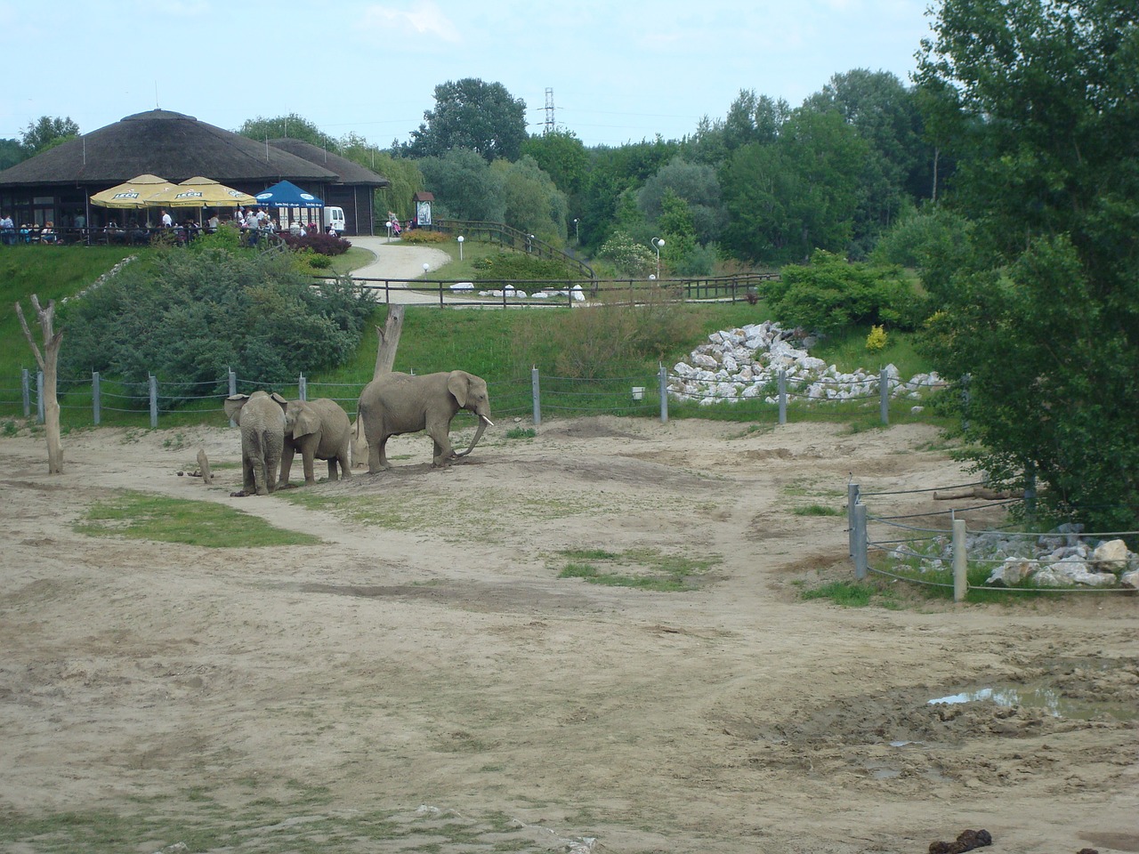 Zoologijos Sodas, Drambliai, Poznan, Kelionė, Vaikams, Nemokamos Nuotraukos,  Nemokama Licenzija