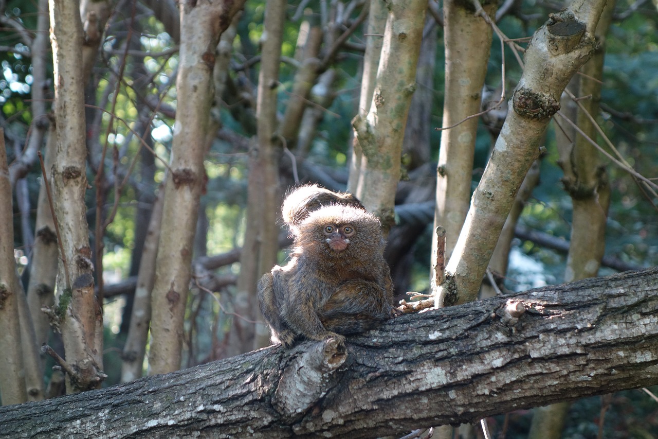 Zoologijos Sodas, Beždžionė, Nykštukas, Gyvūnas, Pygmy Marmoset, Nemokamos Nuotraukos,  Nemokama Licenzija