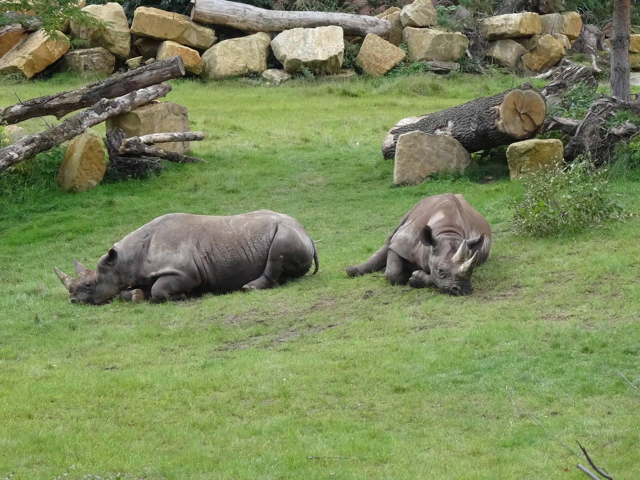 Zoologijos Sodas, Leipcigas, Rhino, Leipzig Zoo, Nemokamos Nuotraukos,  Nemokama Licenzija