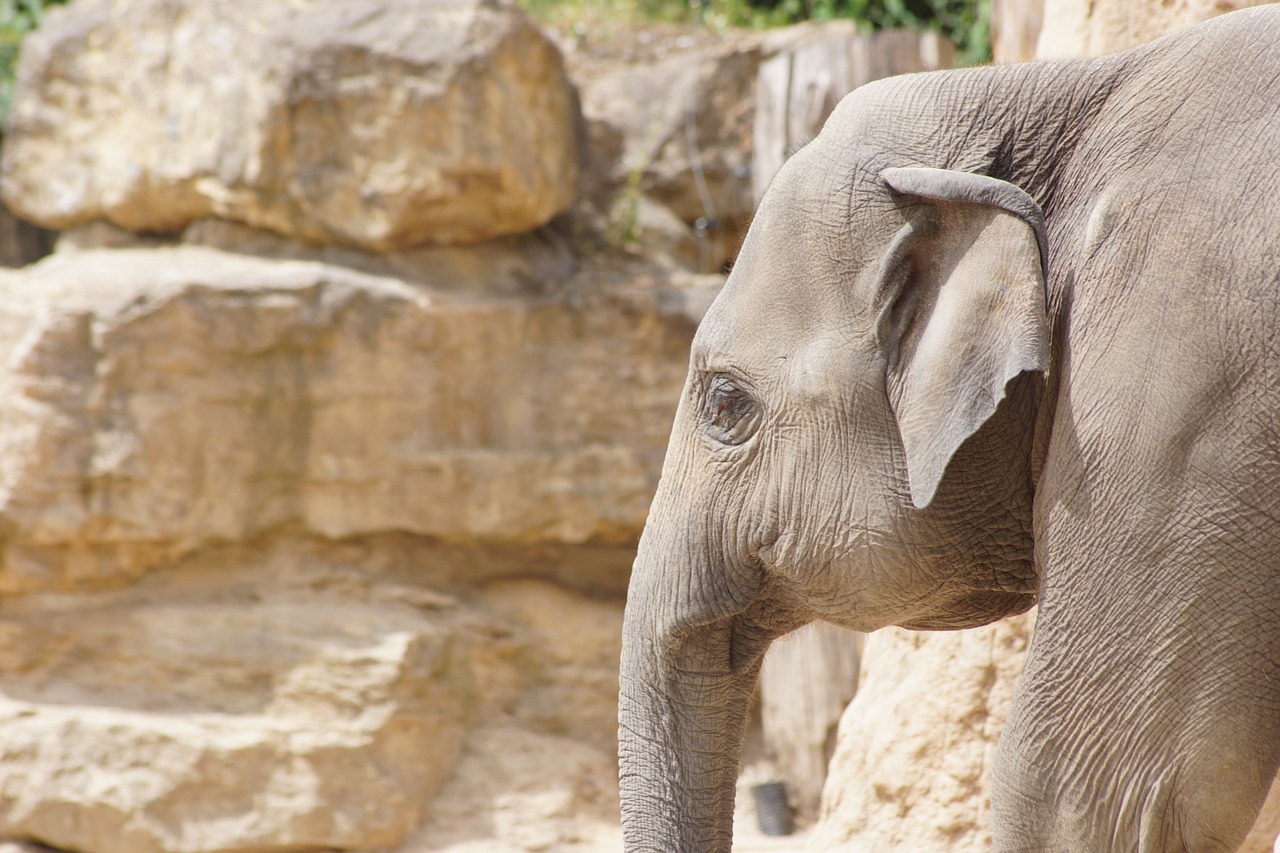 Zoologijos Sodas, Dramblys, Pachyderm, Proboscis, Gyvūnų Portretas, Afrika, Lauko Gaubtai, Tusks, Pilka, Dramblio Namas